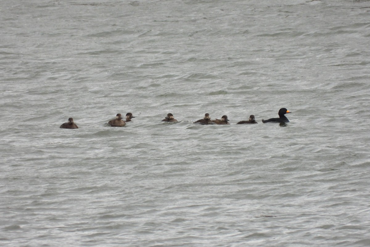 Black Scoter - ML644490575