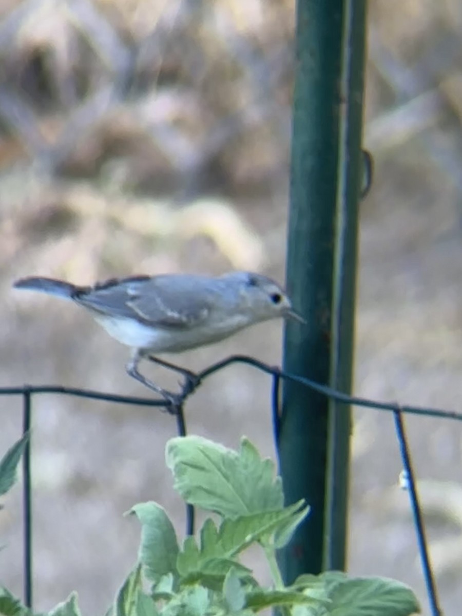 Rotbürzel-Waldsänger - ML644490578