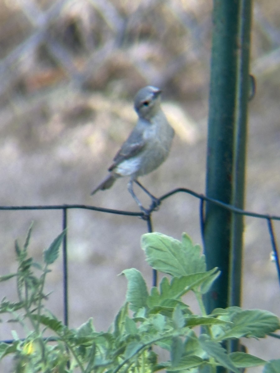 Rotbürzel-Waldsänger - ML644490579