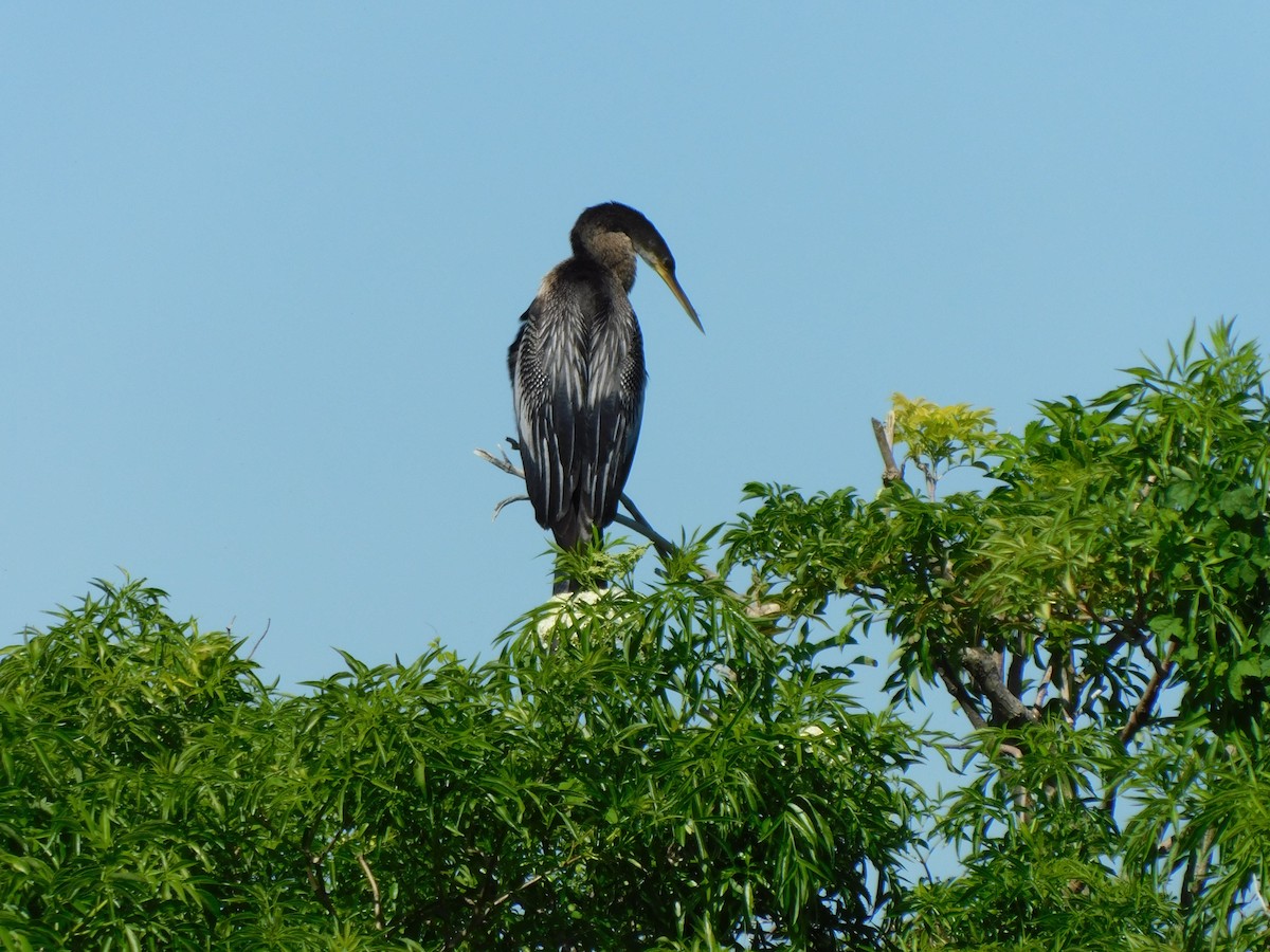 Anhinga Americana - ML644490592