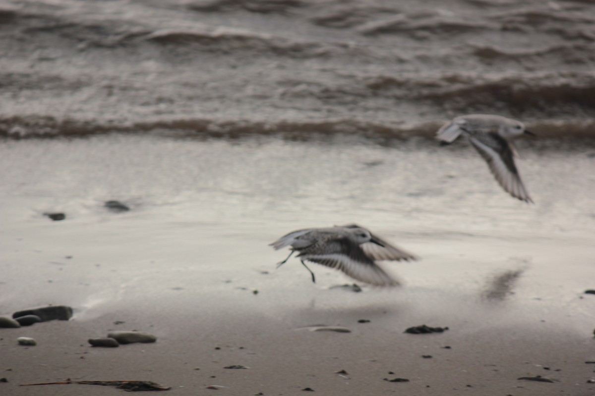 Гурвалж элсэг - ML644490601