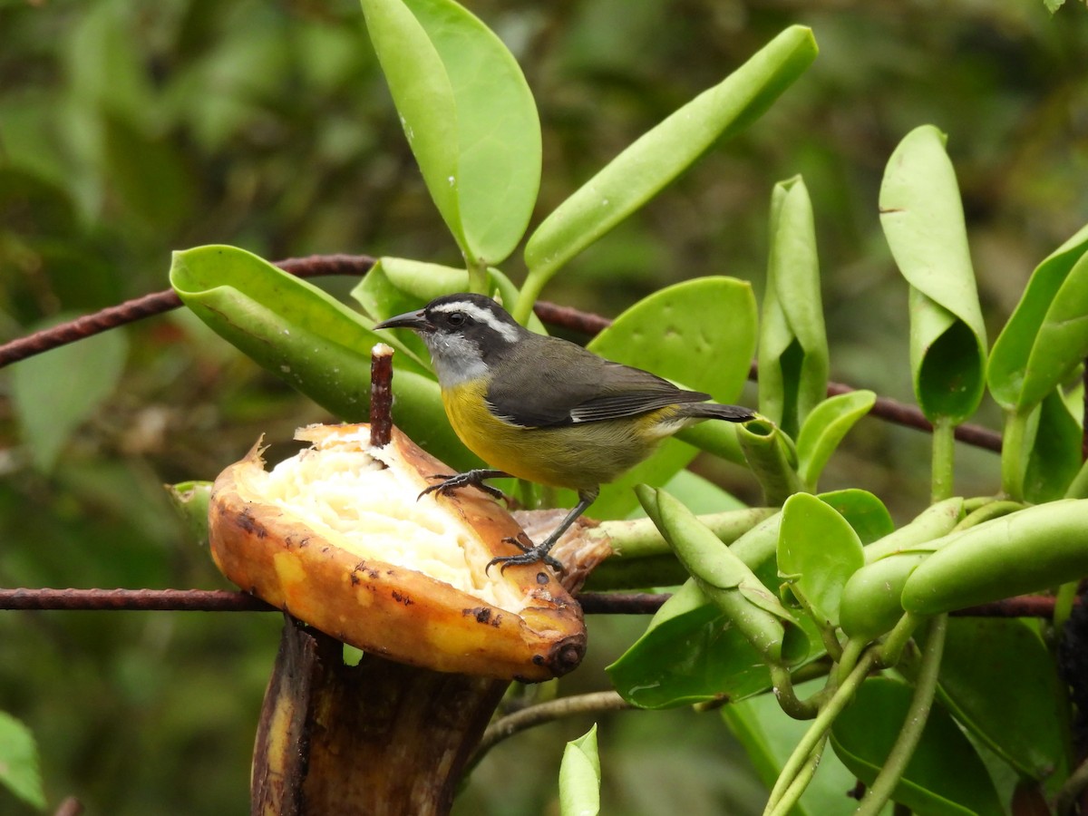 Bananaquit - ML644490603