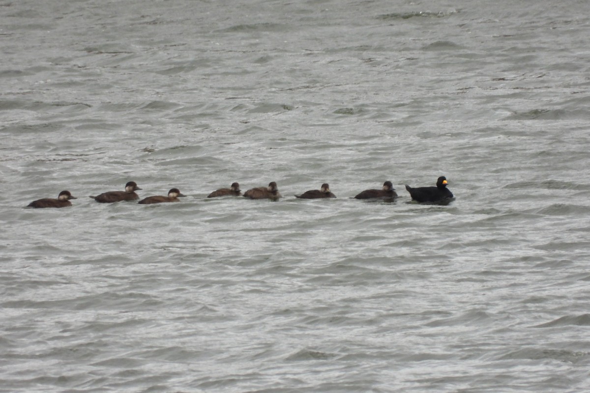 Black Scoter - ML644490604