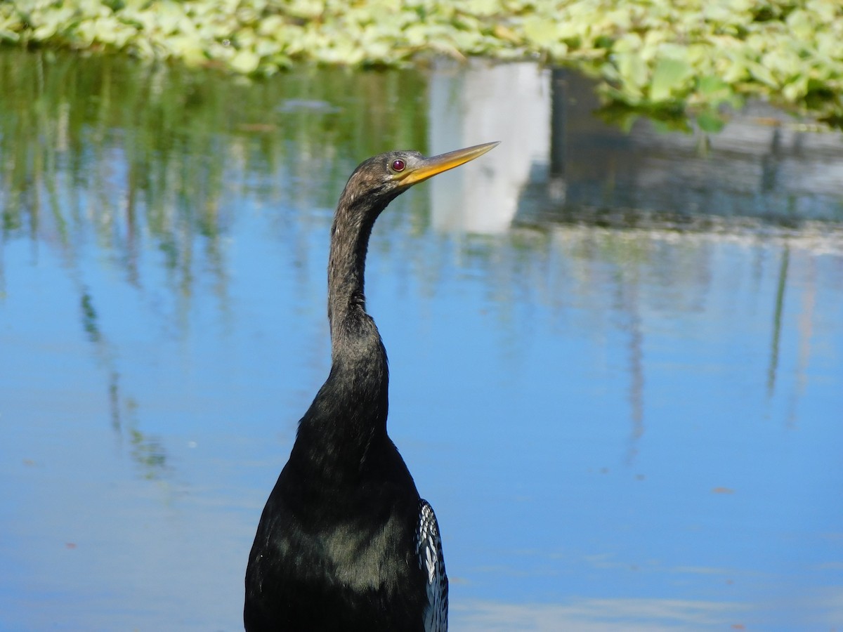 Anhinga Americana - ML644490609
