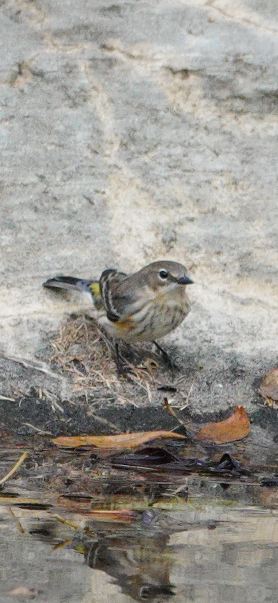 Kronenwaldsänger - ML644490613