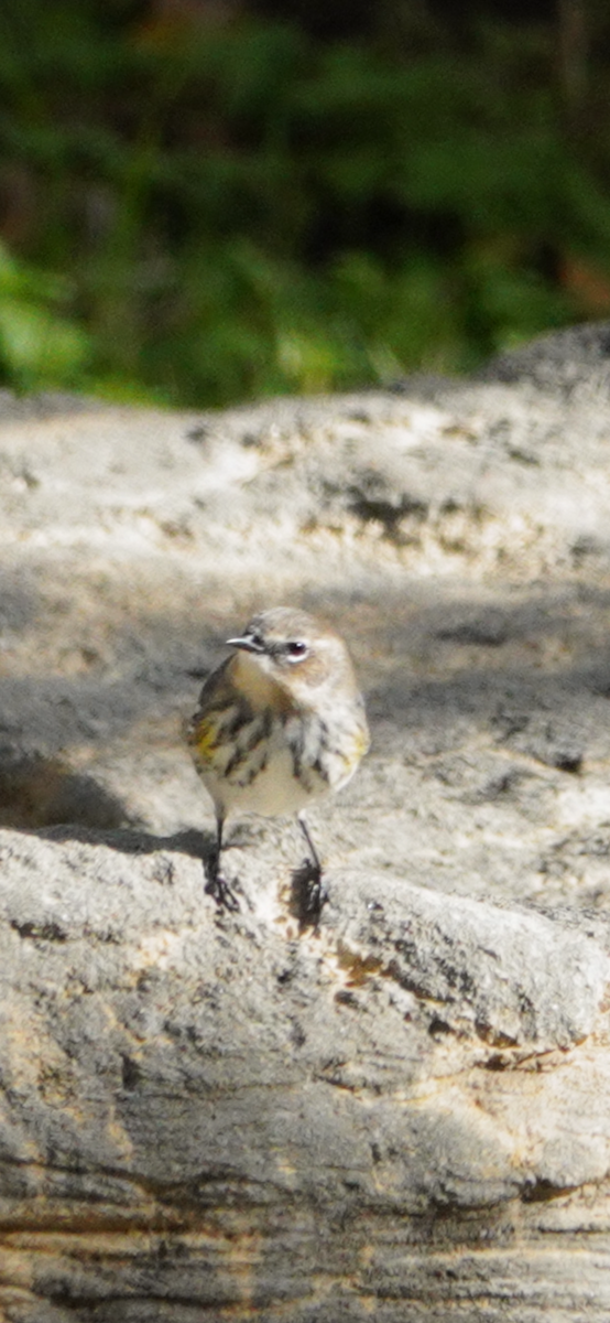 Kronenwaldsänger - ML644490614