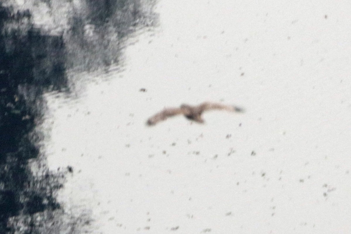 Upland Buzzard - ML644490616