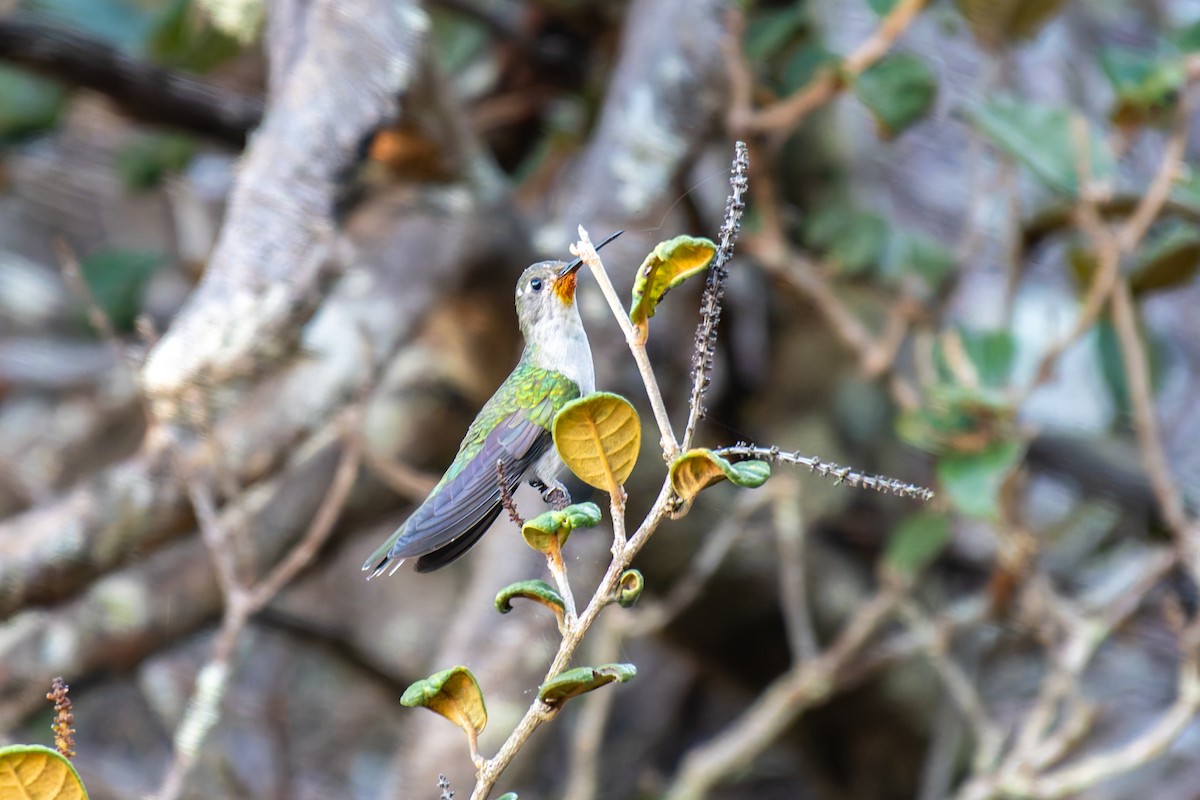 Diamantina Sabrewing - ML644490617