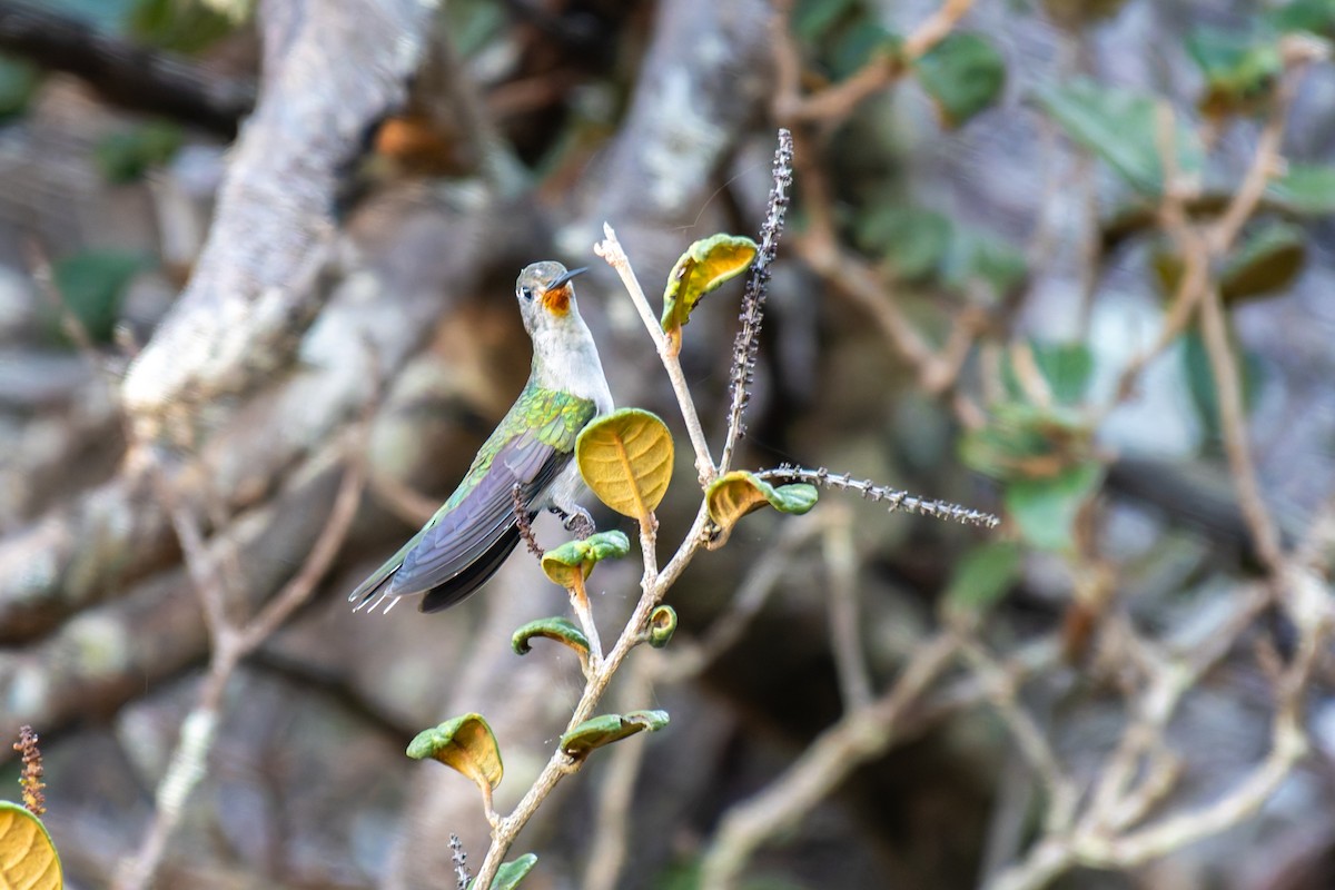 Diamantina Sabrewing - ML644490618