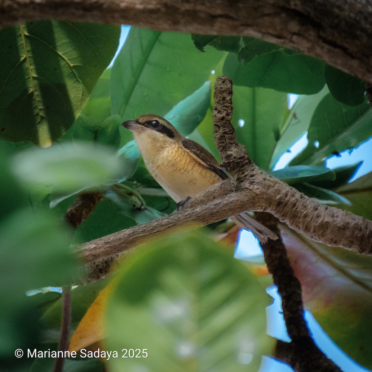 アカモズ - ML644490619