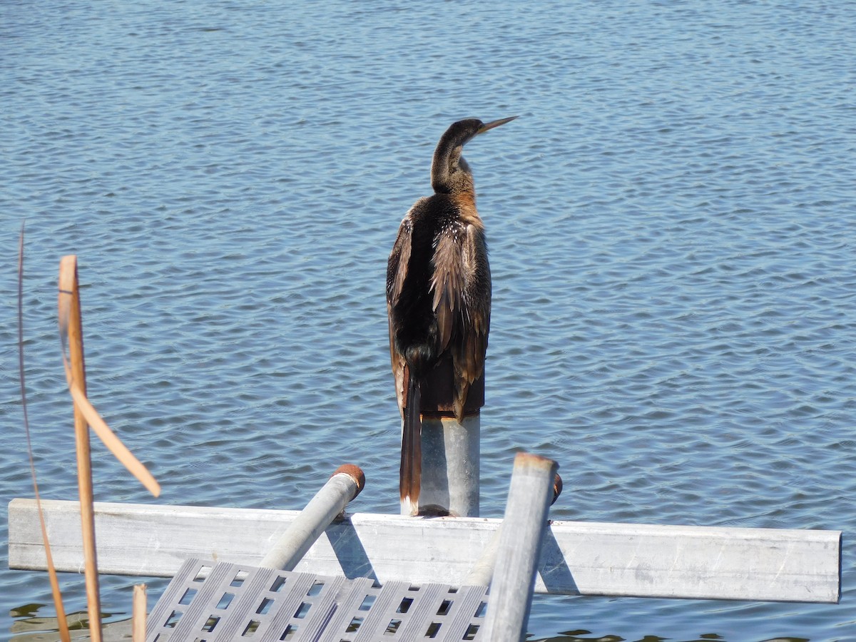 Anhinga Americana - ML644490622