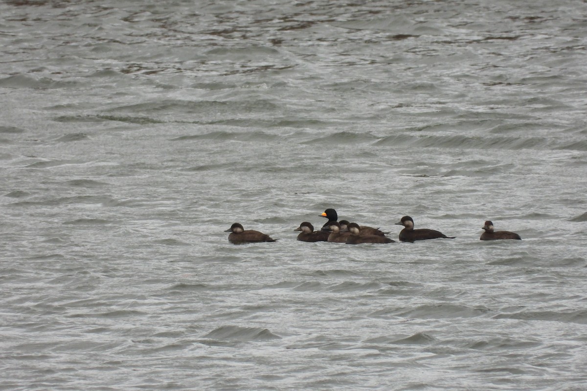 Black Scoter - ML644490623