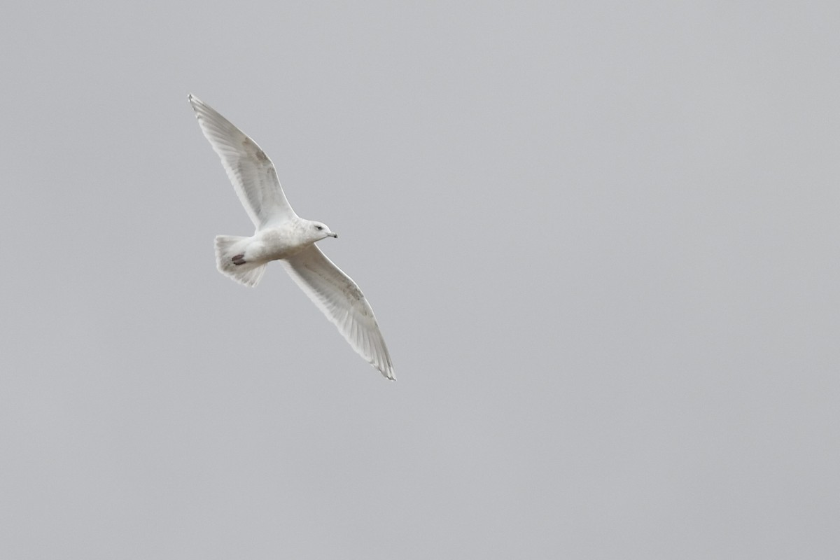 アイスランドカモメ - ML644490625