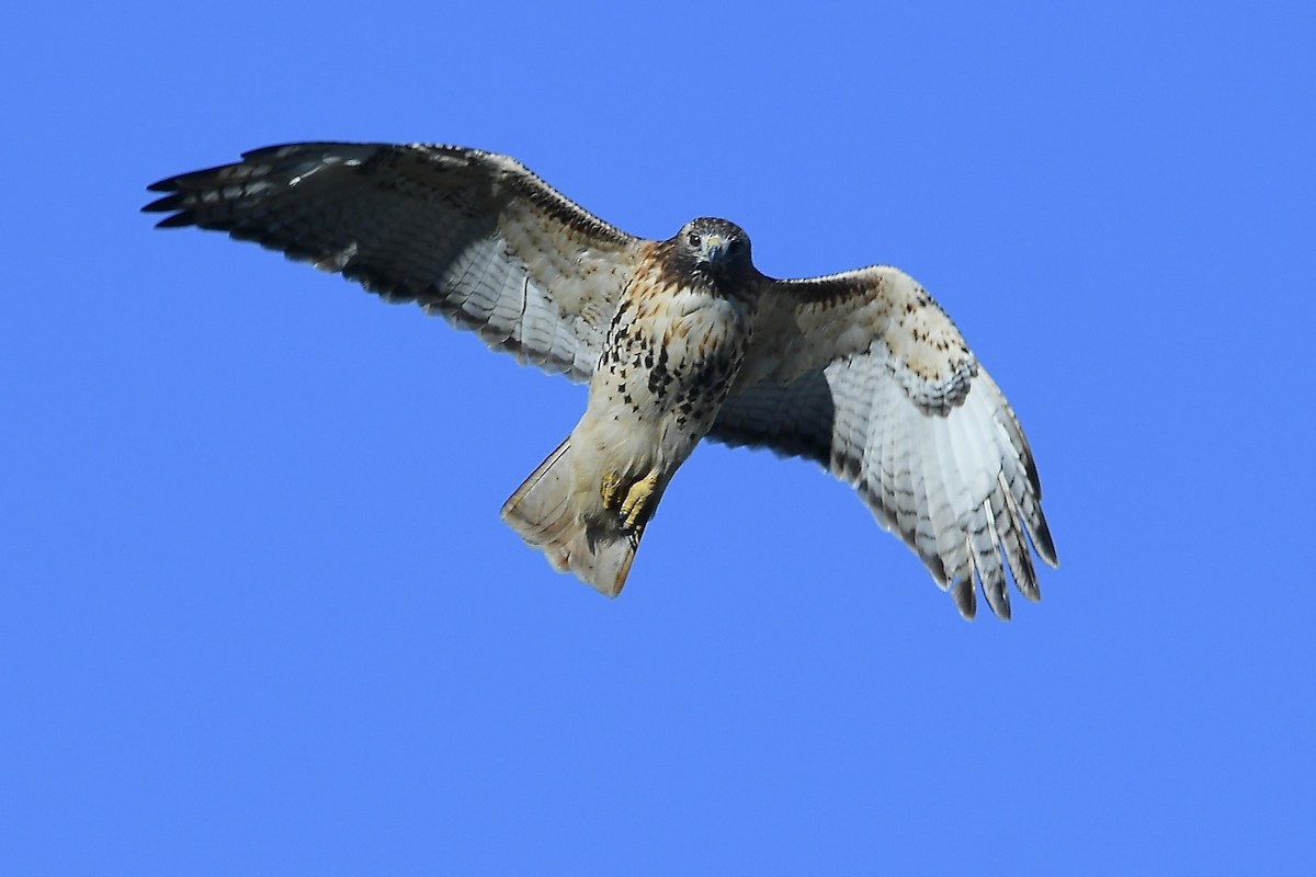 Red-tailed Hawk - ML644490633
