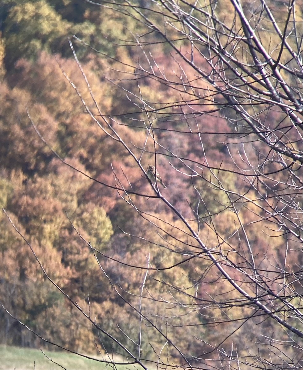 vesperspurv - ML644490634