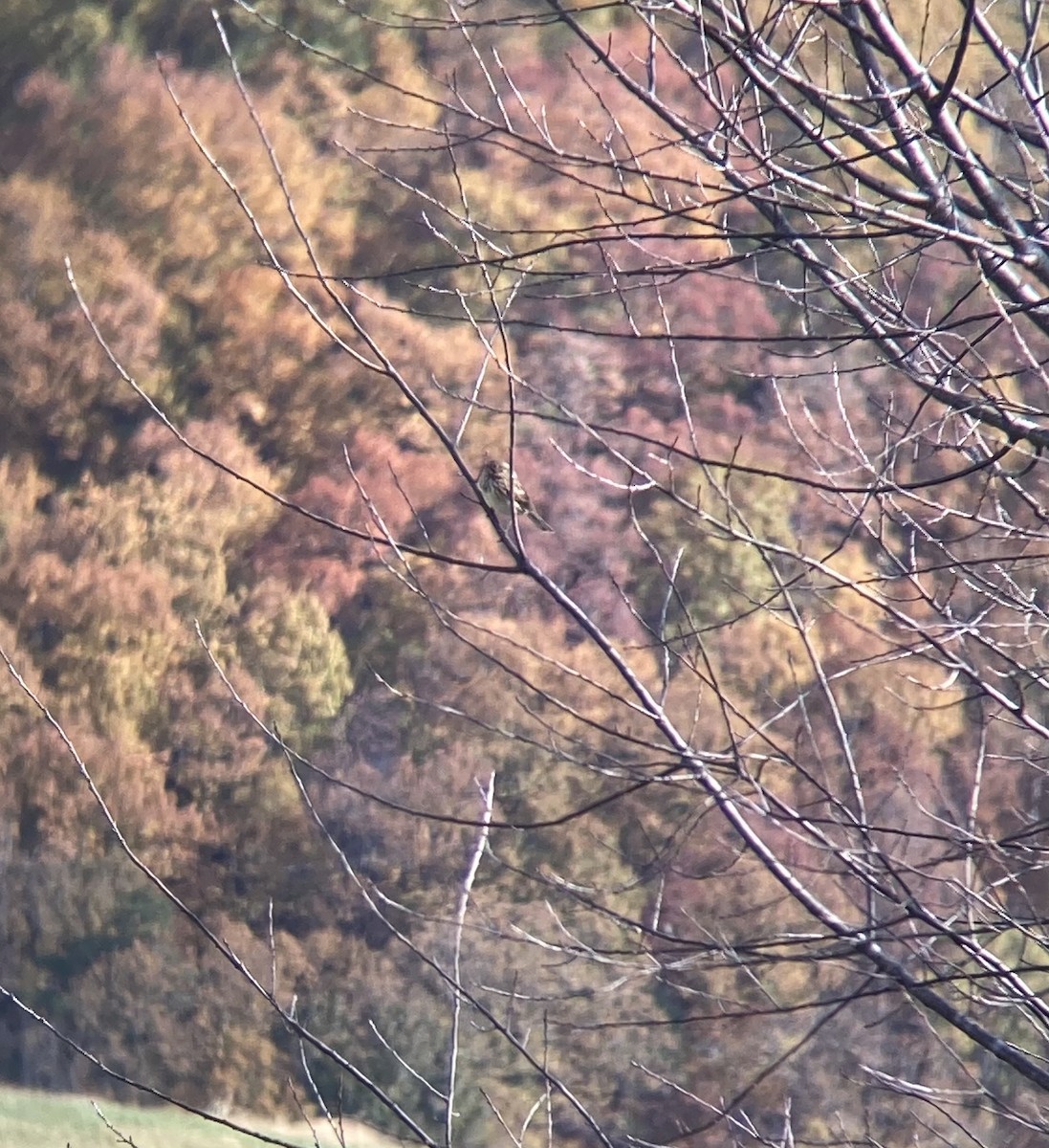 vesperspurv - ML644490635