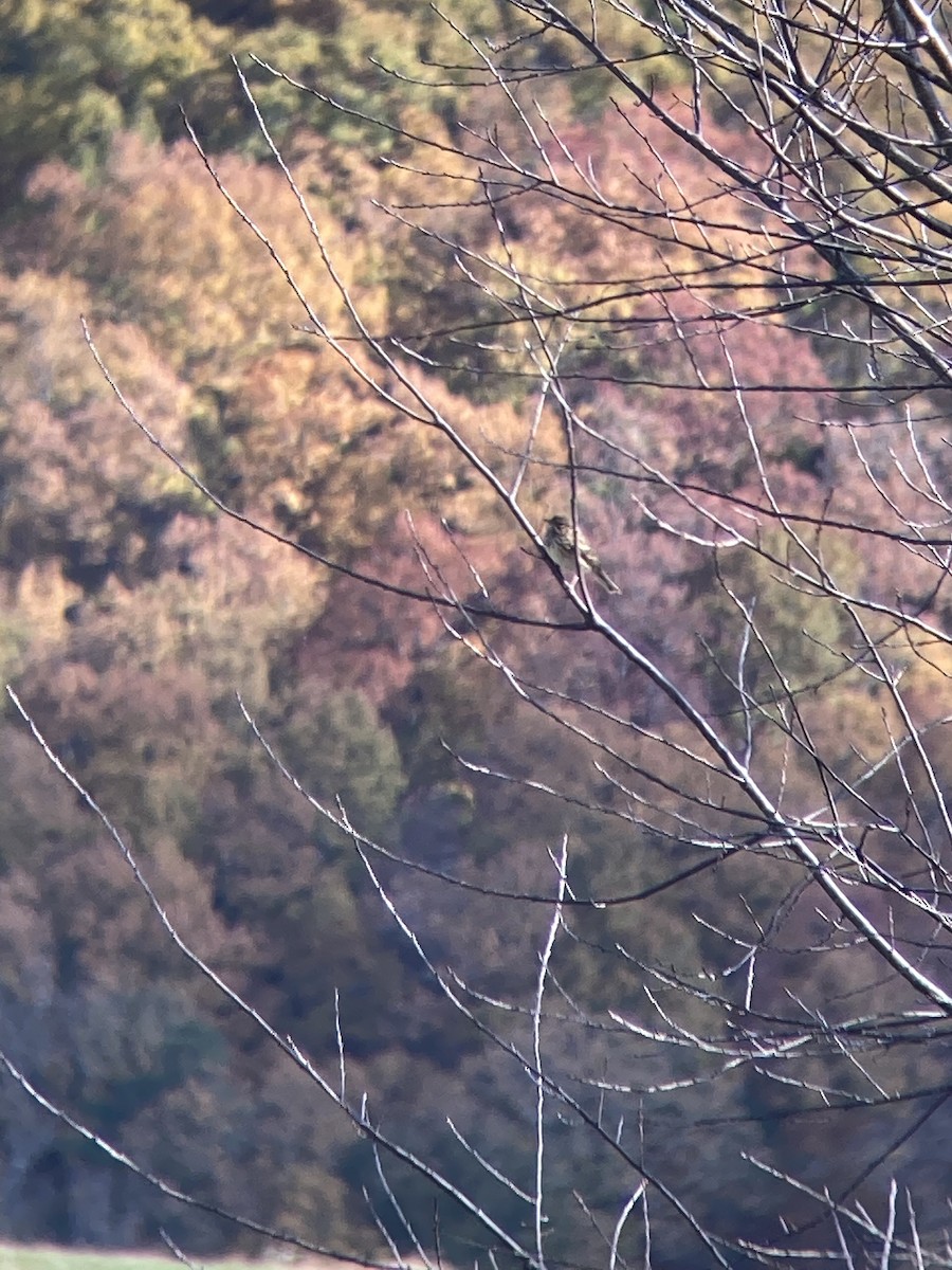 vesperspurv - ML644490636