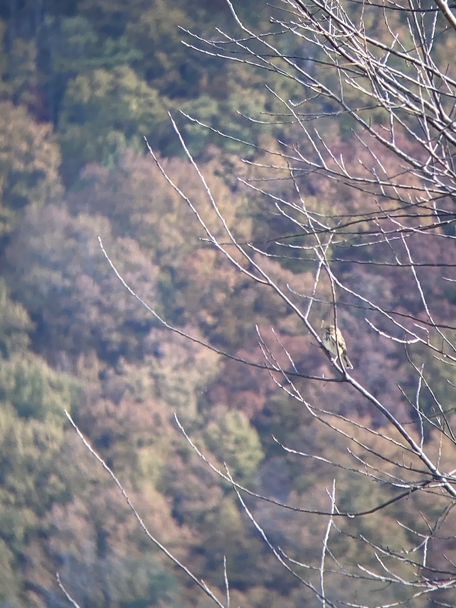 vesperspurv - ML644490637