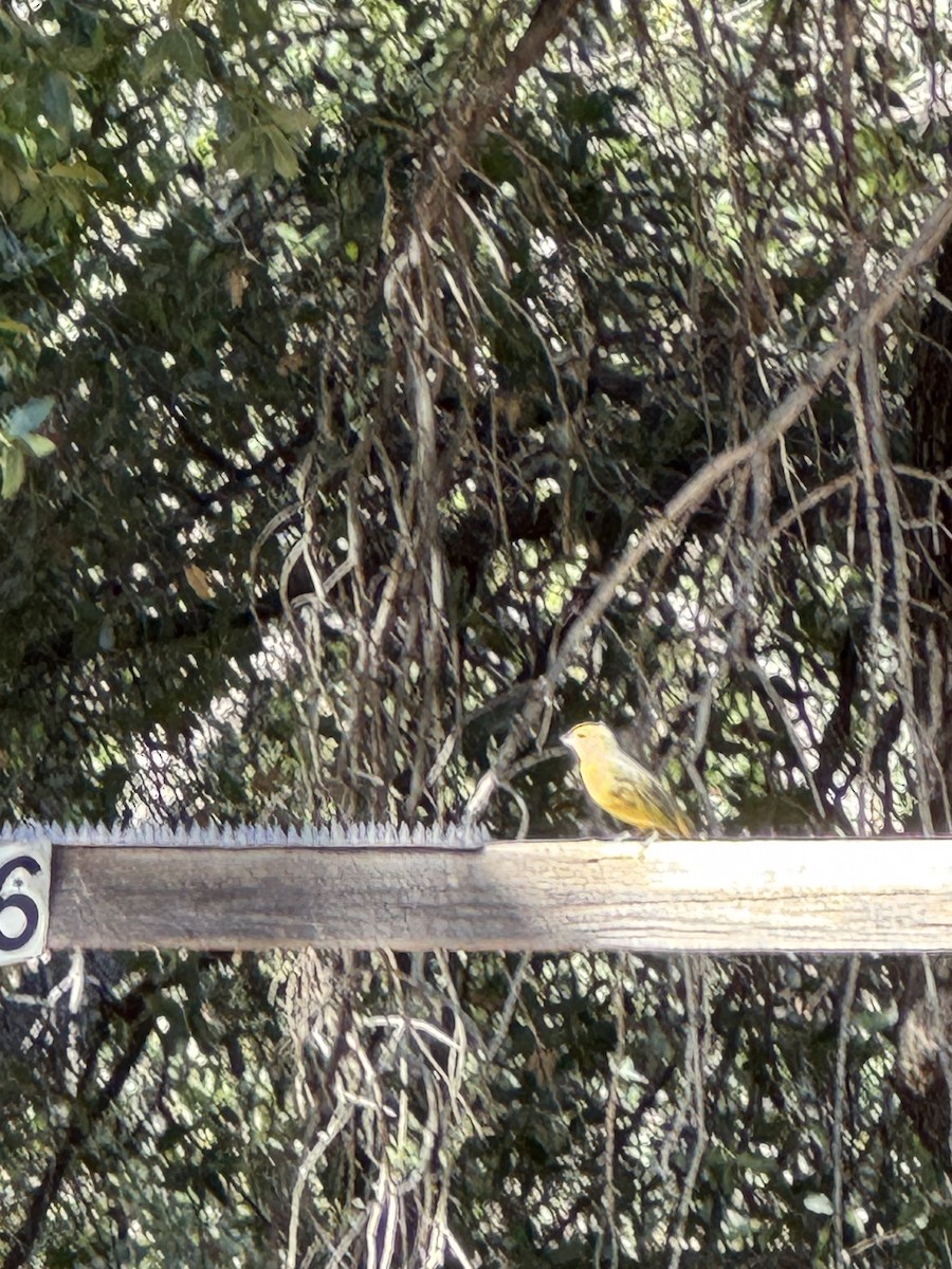 Hepatic Tanager - ML644490639