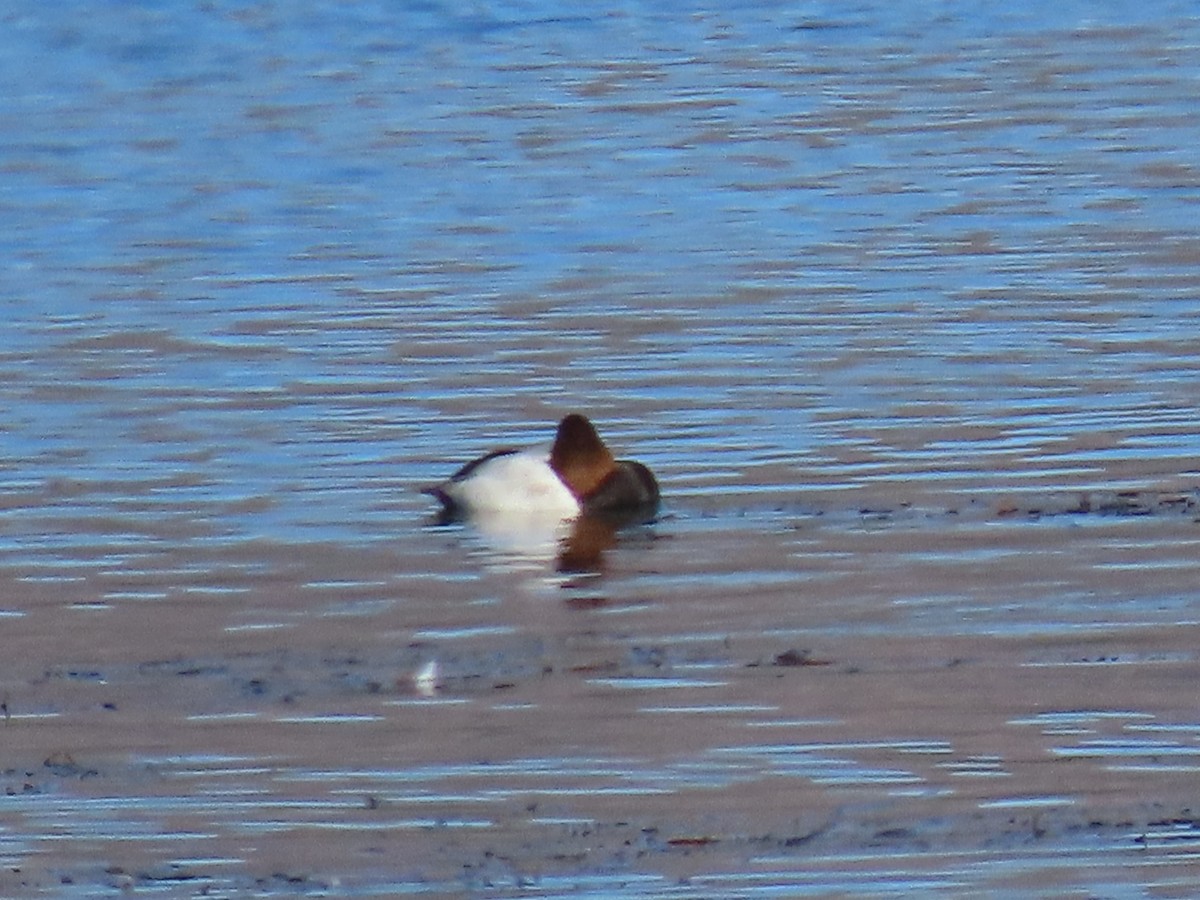 Fuligule à dos blanc - ML644490640
