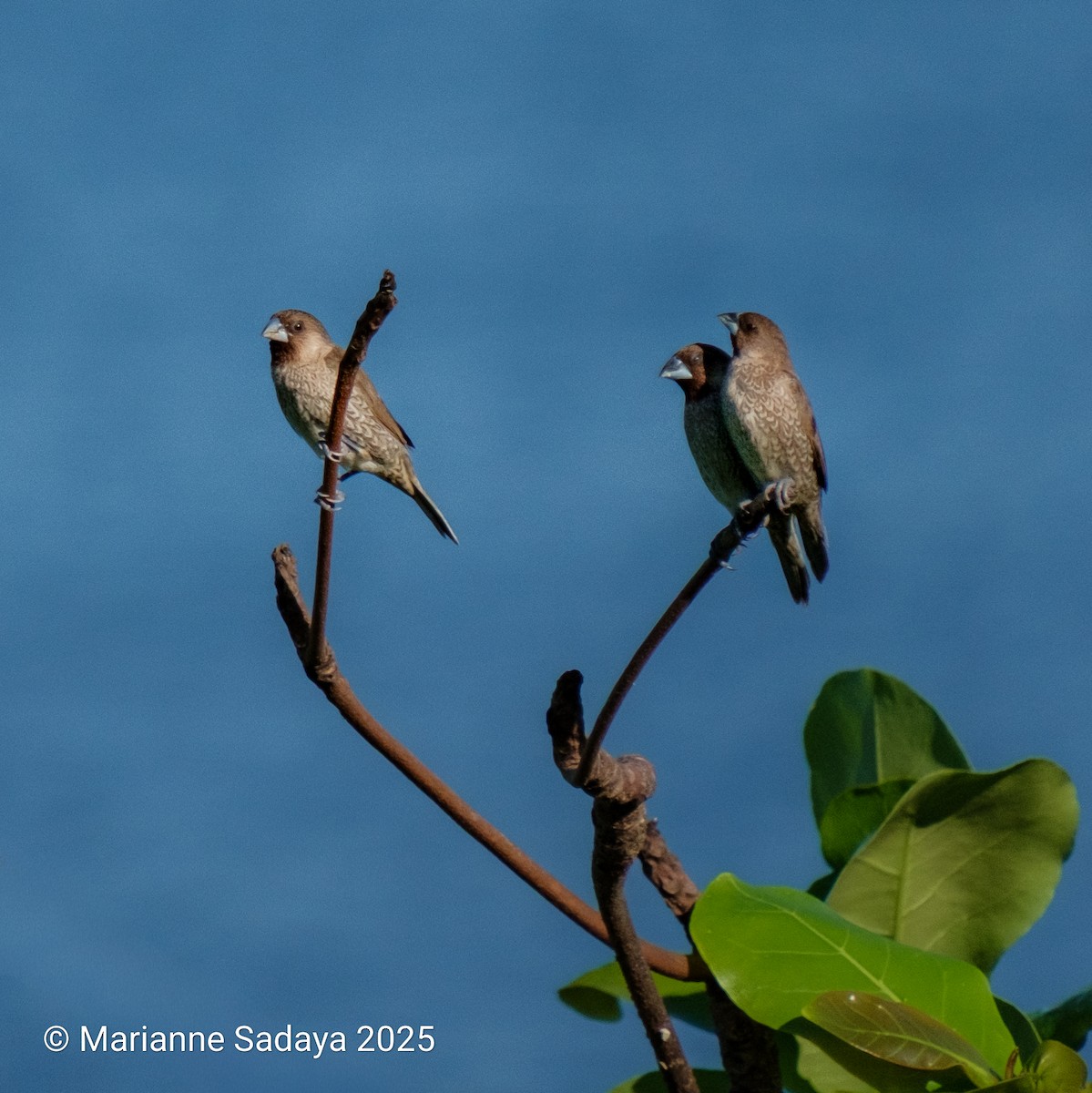 シマキンパラ - ML644490641
