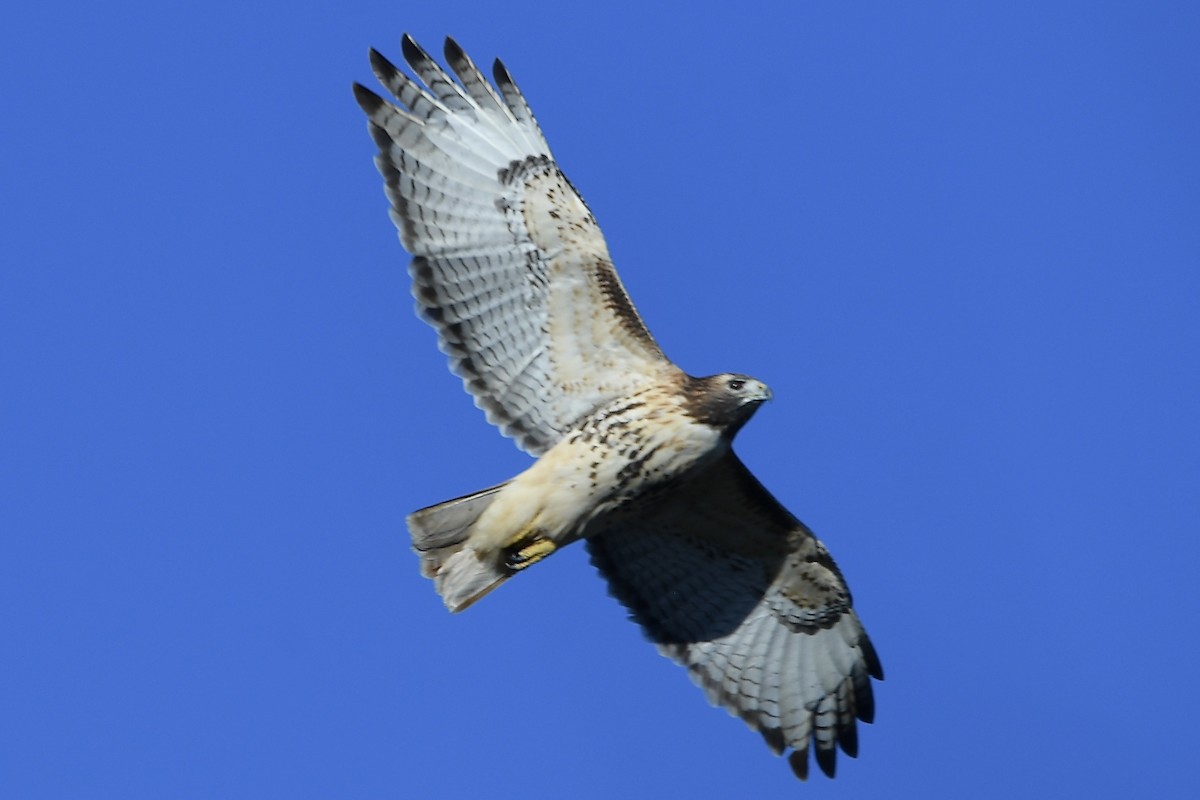 Red-tailed Hawk - ML644490642