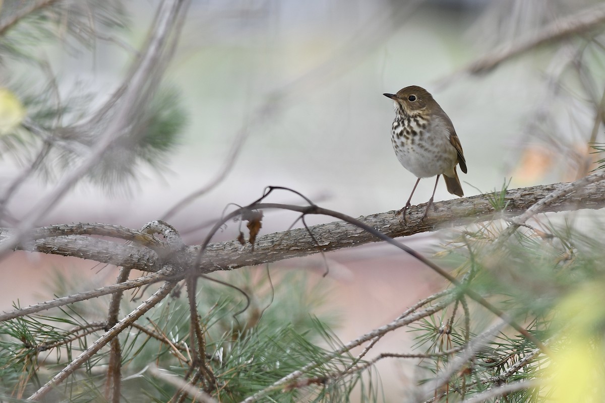 Hermit Thrush - ML644490651