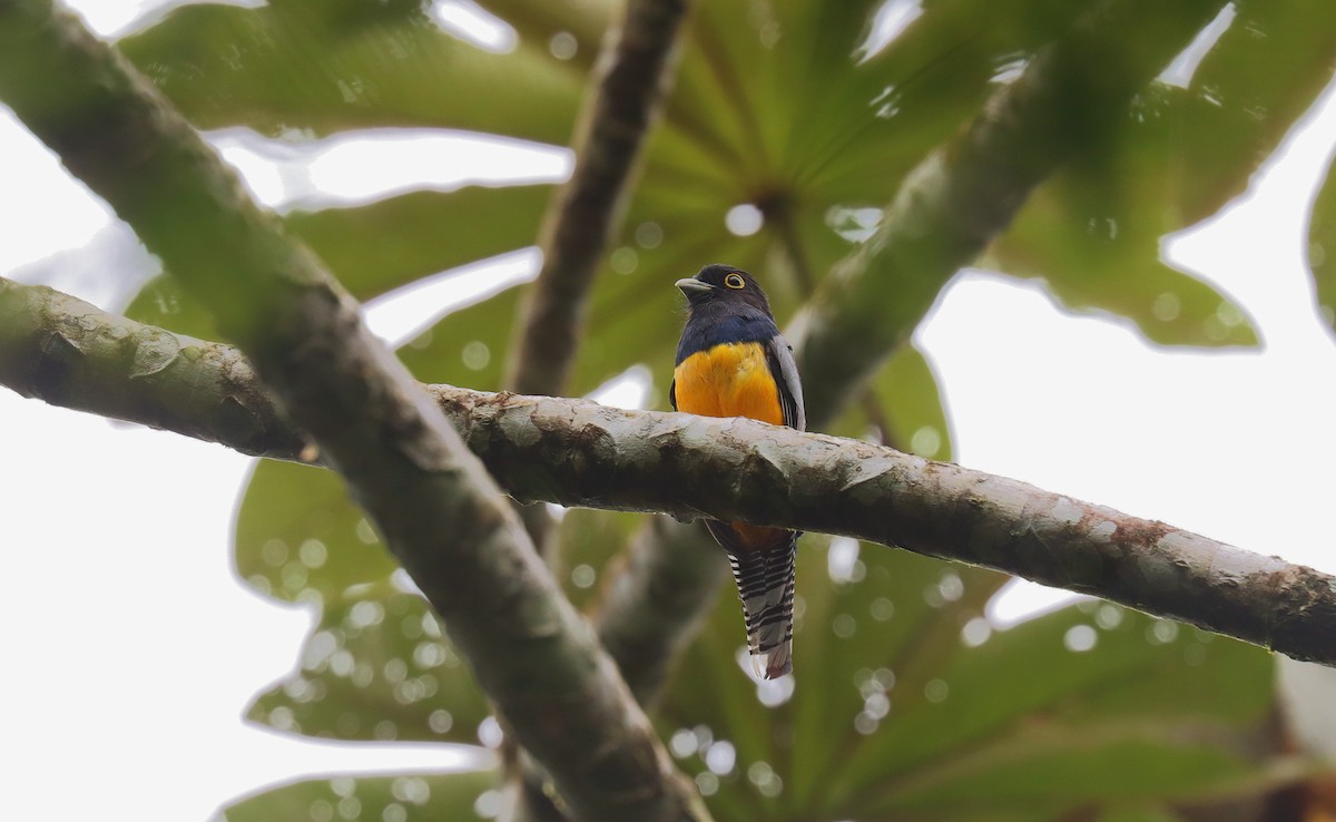 Gartered Violaceous Trogon - ML644490672