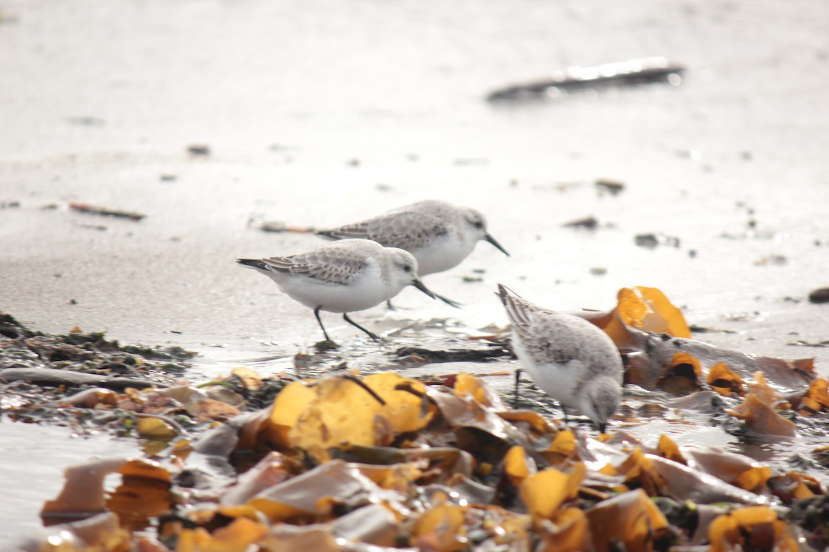 Гурвалж элсэг - ML644490681