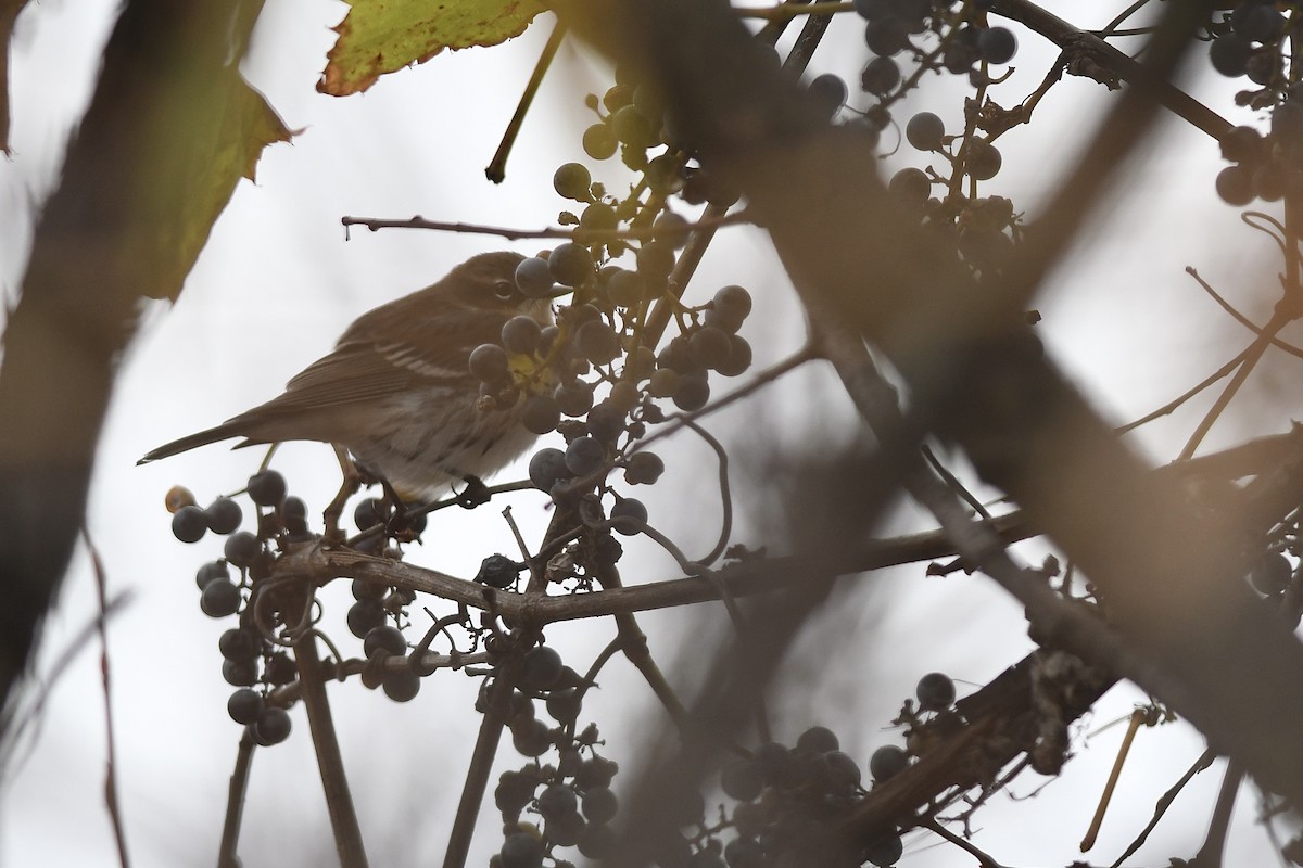 Yellow-rumped Warbler (Myrtle) - ML644490682