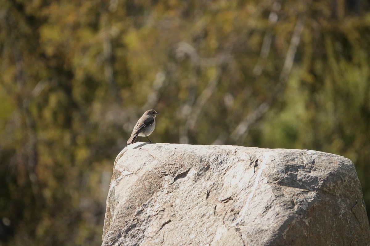 タスマニアヒタキ - ML644490683