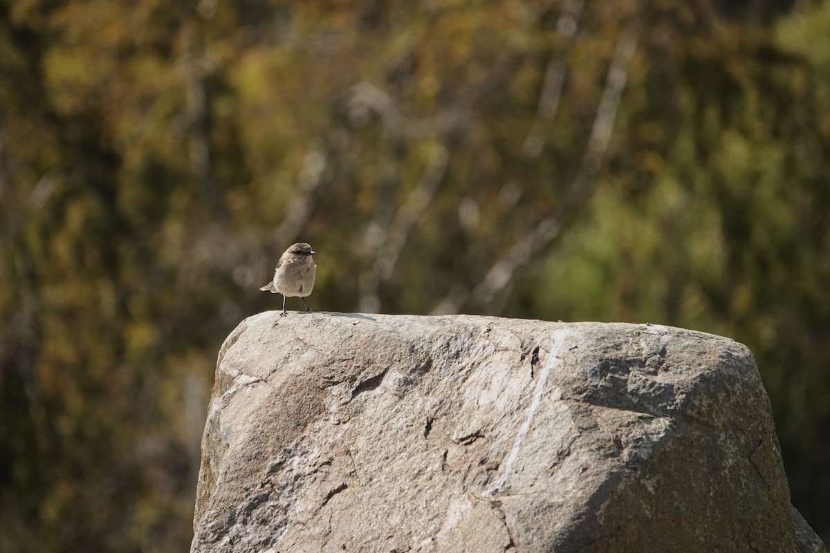 タスマニアヒタキ - ML644490684