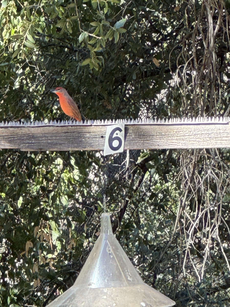 Hepatic Tanager - ML644490685