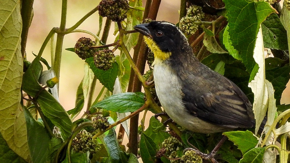 White-naped Brushfinch - ML644490687