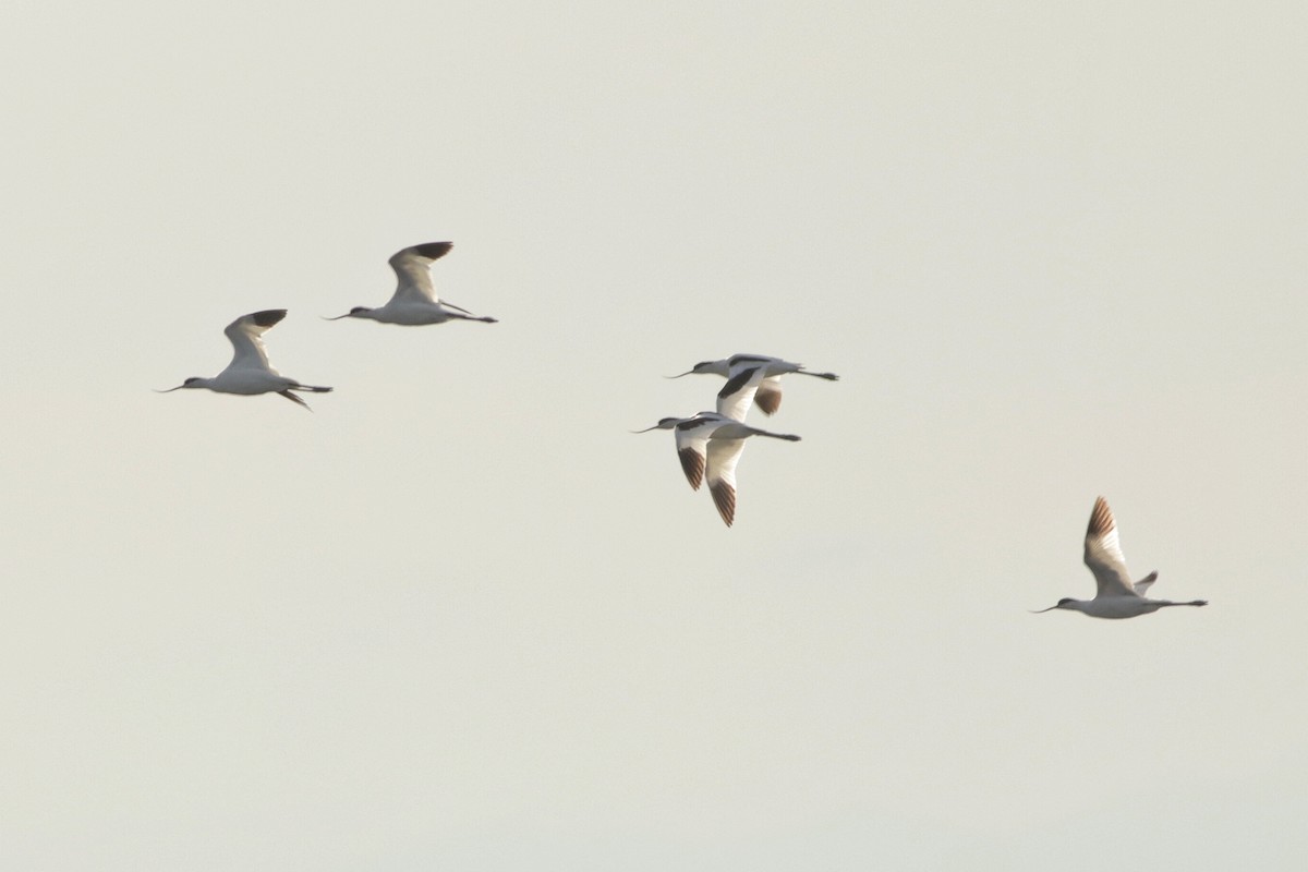 ソリハシセイタカシギ - ML644490690