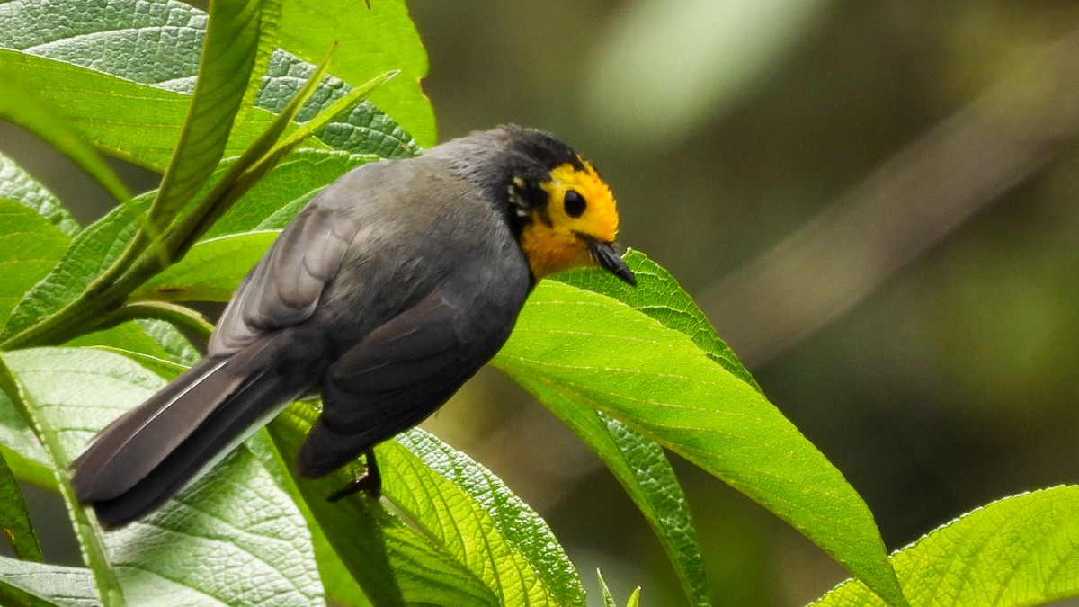 gulpannehvitstjert - ML644490693