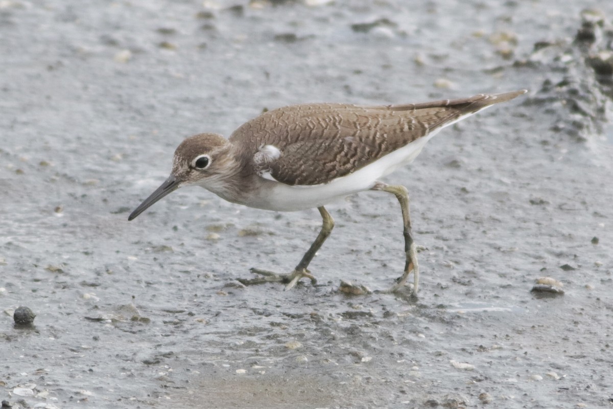 Хайргын хөгчүү - ML644490694