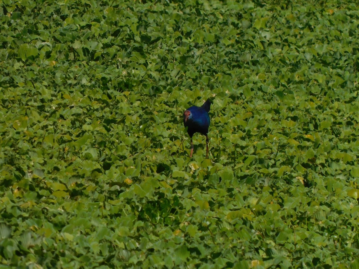 Calamón Cabecigrís - ML644490695