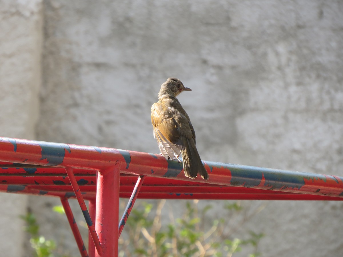 Fahlbrustdrossel - ML644490696