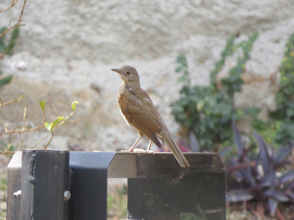 Fahlbrustdrossel - ML644490697