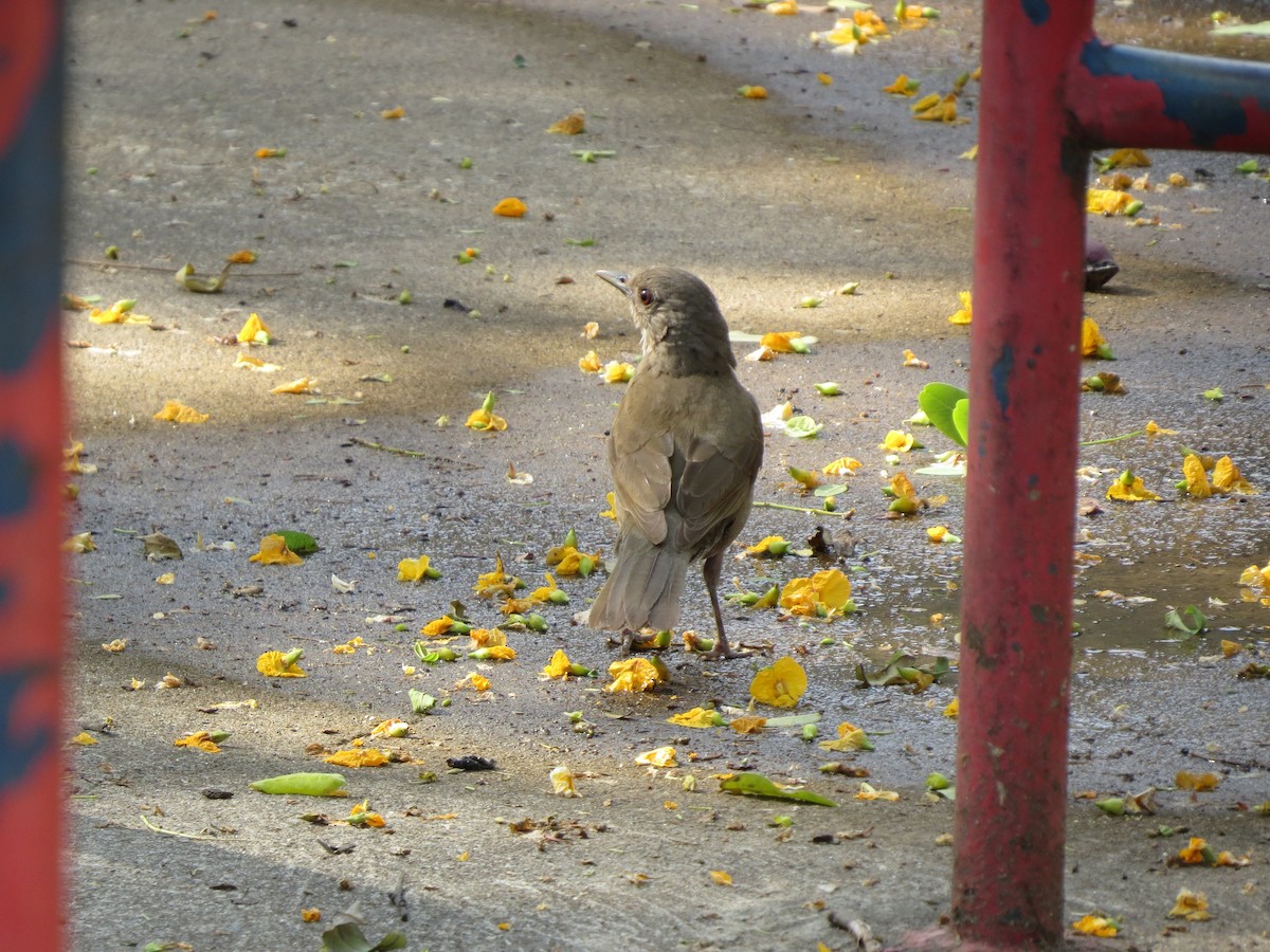 Fahlbrustdrossel - ML644490698