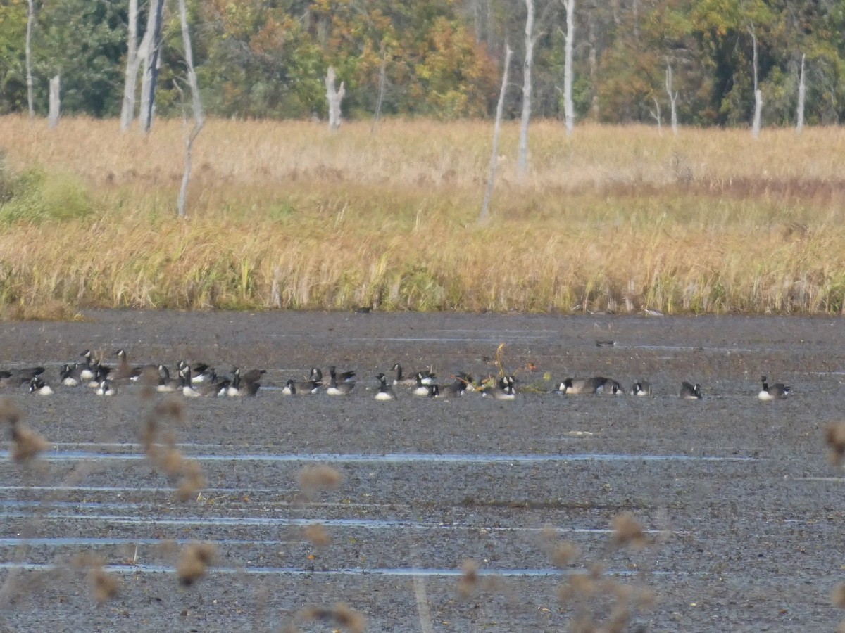 カナダガン - ML644490700