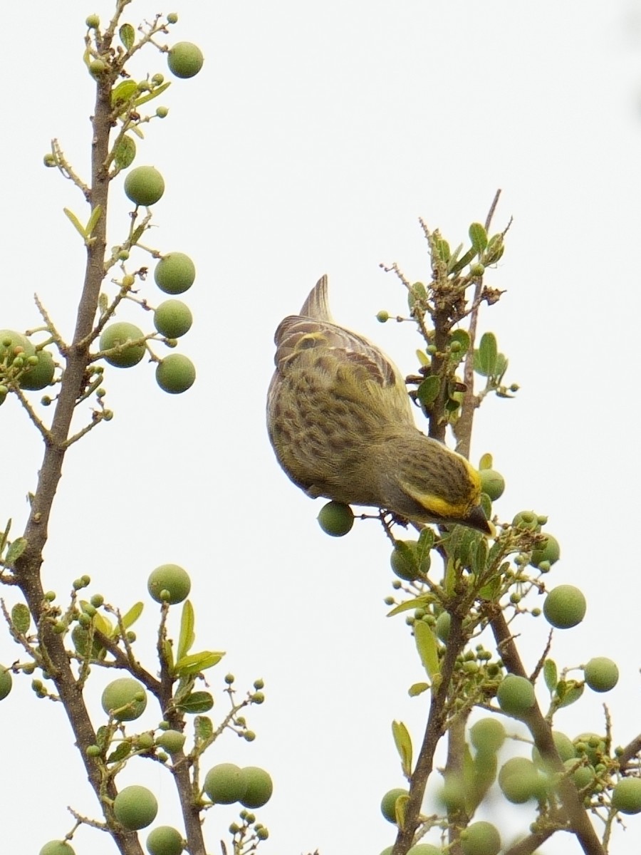 キマユカナリア - ML644490710