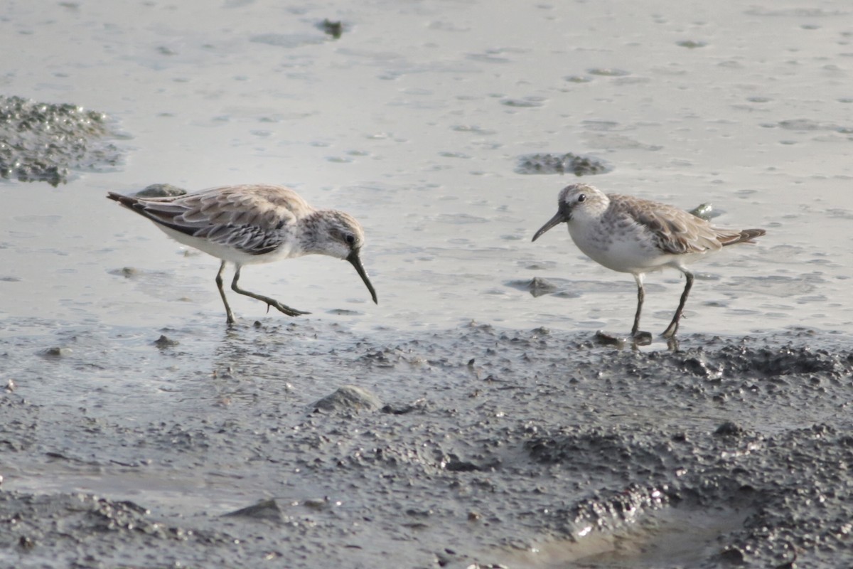 キリアイ - ML644490712