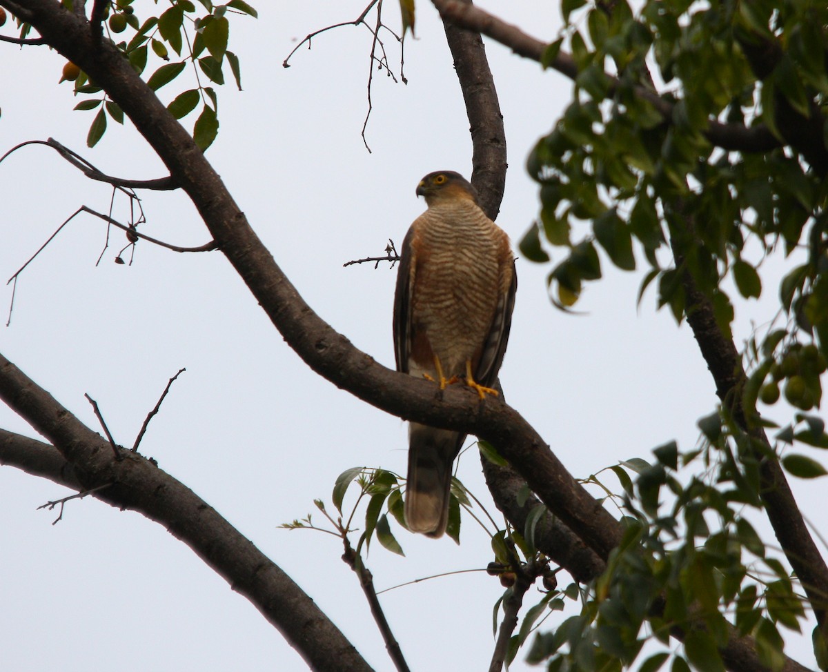 Sharp-shinned Hawk - ML644490713