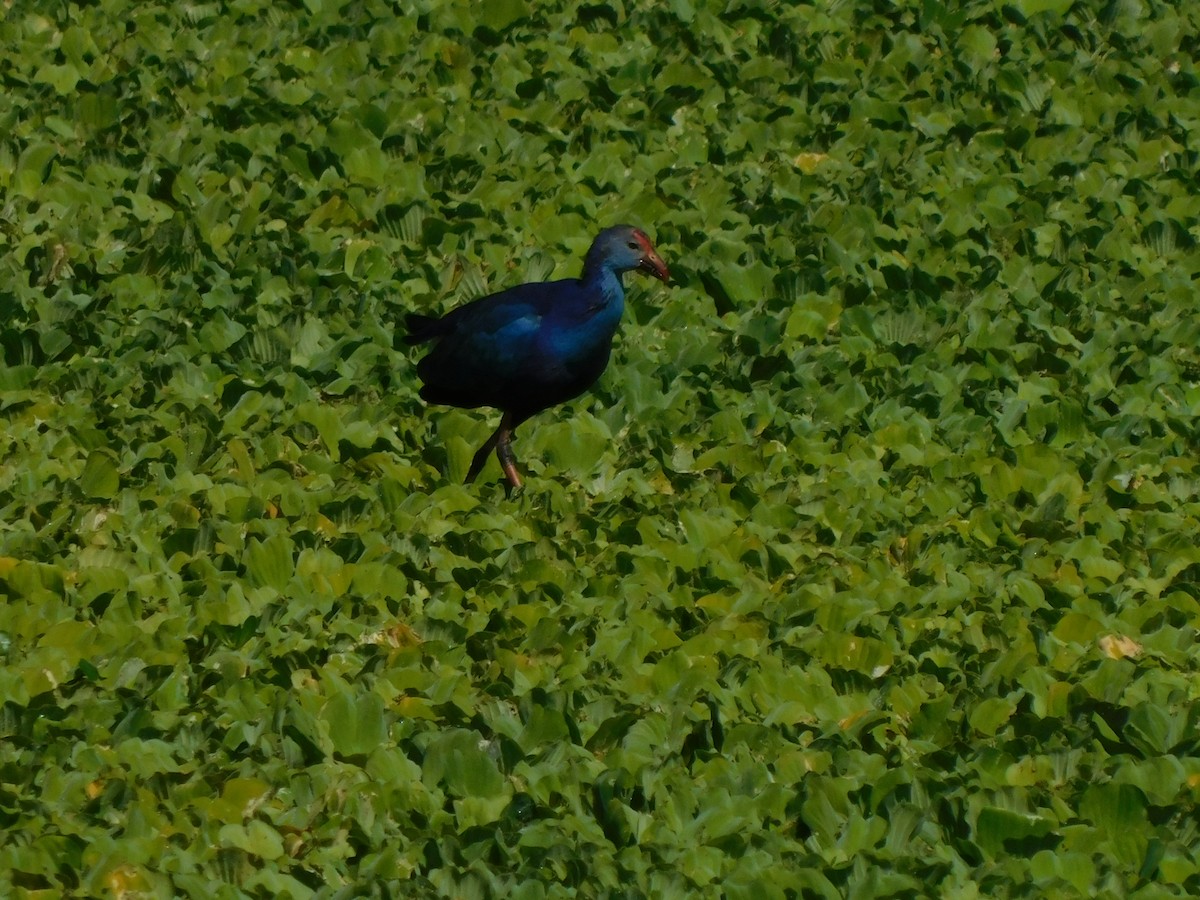 Calamón Cabecigrís - ML644490714