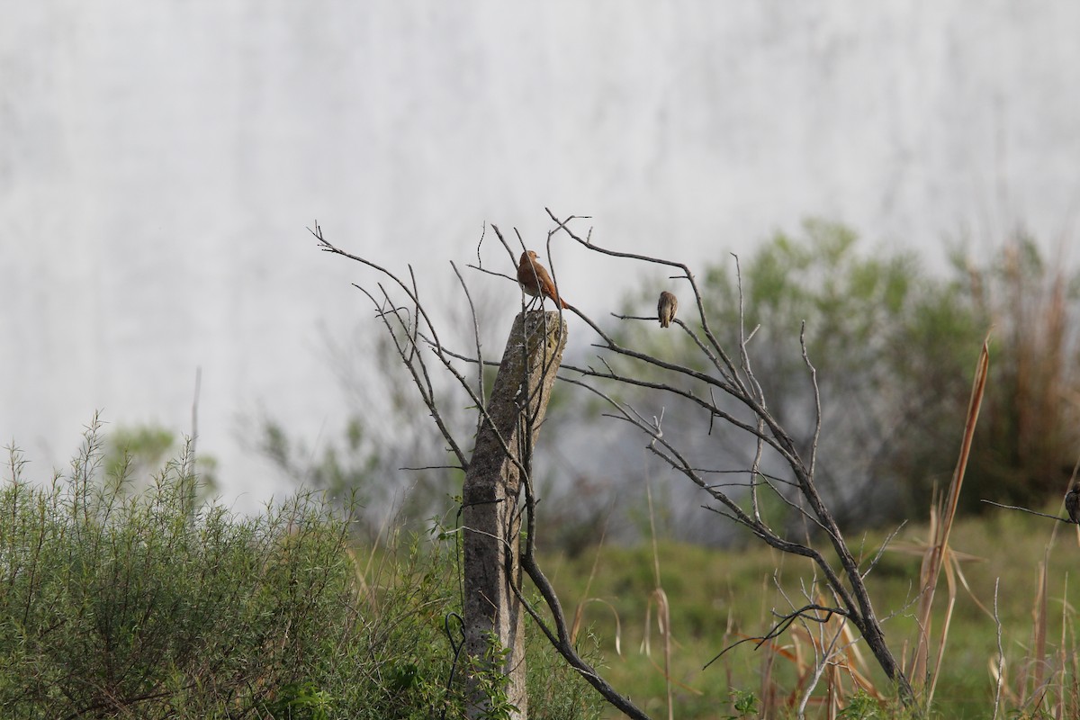Pas Rengi Çömlekçikuşu - ML644490721