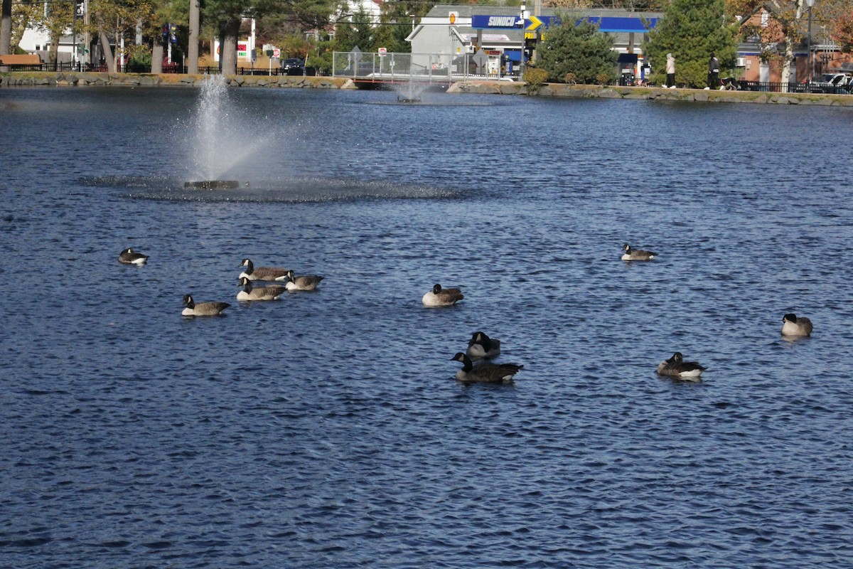 カナダガン - ML644490736