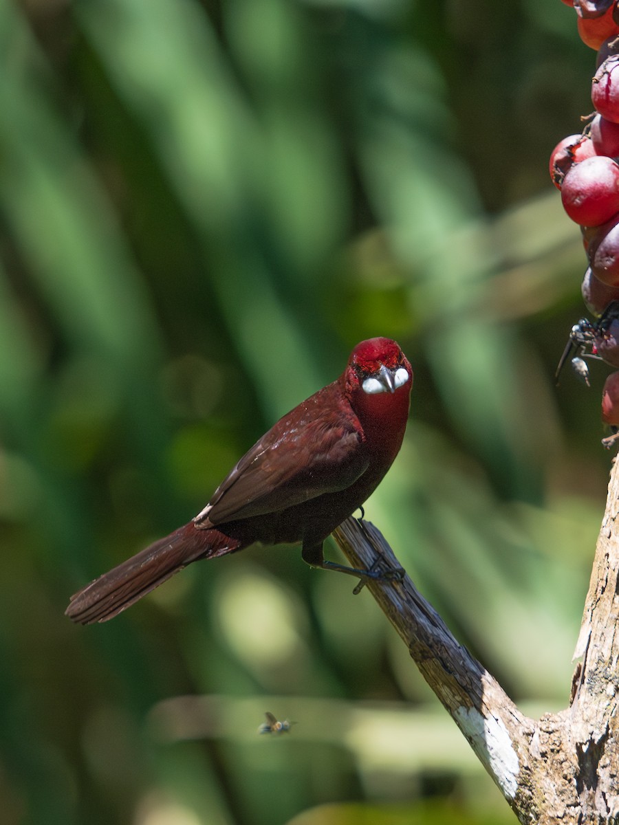 Tangara à bec d'argent - ML644490743