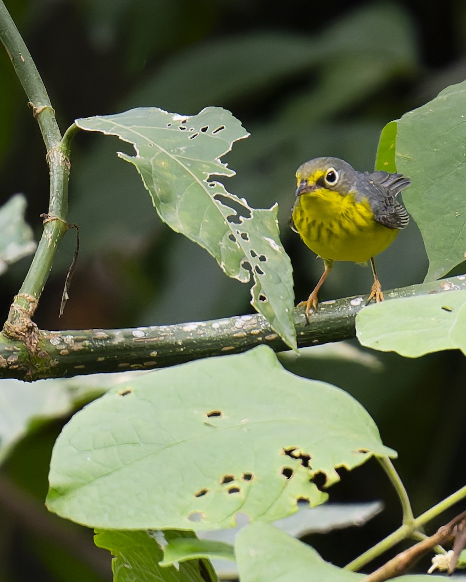 Canada Warbler - ML644490749